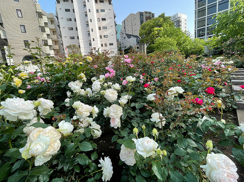 5月と10月にバラが見頃を迎えます