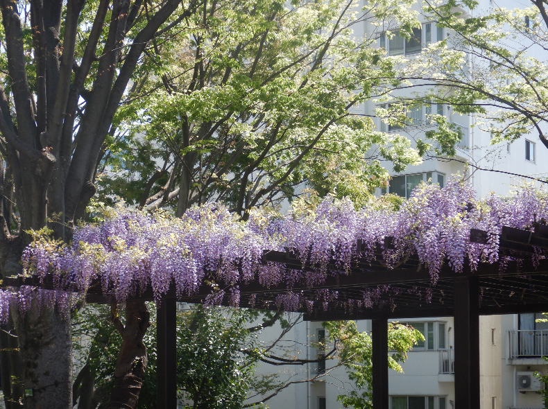 見頃をむかえた藤の花